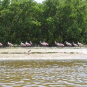 flamingo octoberfest and ray 061