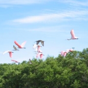 flamingo octoberfest and ray 063