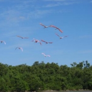 flamingo octoberfest and ray 064