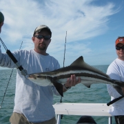 Cobia