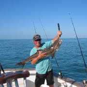 Cobia