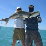 Cobia