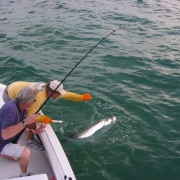 Hooked up a Tarpon