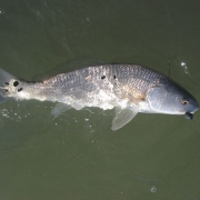 baby redfish