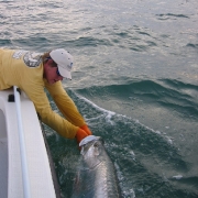 Tarpon