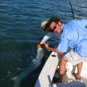 Tarpon