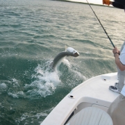 Tarpon