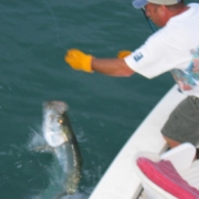 Tarpon